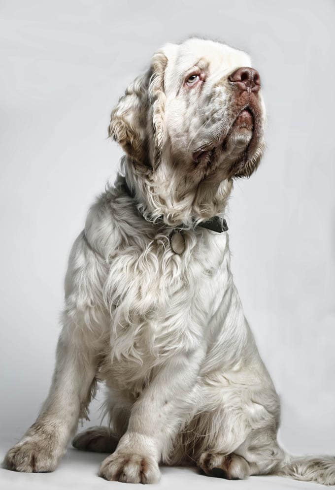 foto Perro Clumber Spaniel