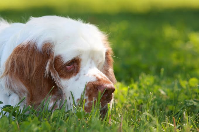 foto Perro Clumber Spaniel