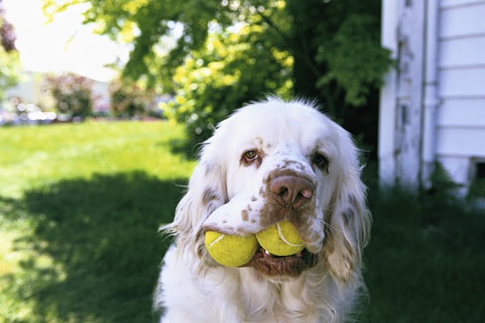 foto Perro Clumber Spaniel