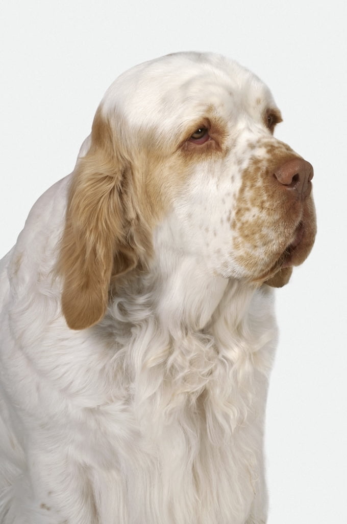 foto Perro Clumber Spaniel