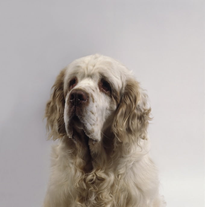 foto Perro Clumber Spaniel