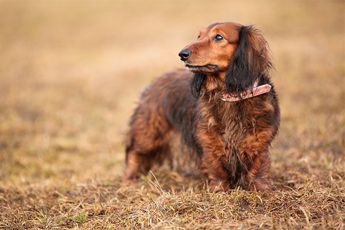 foto Perro Dachshund