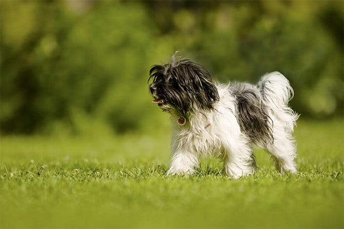 foto Perro Boloñés