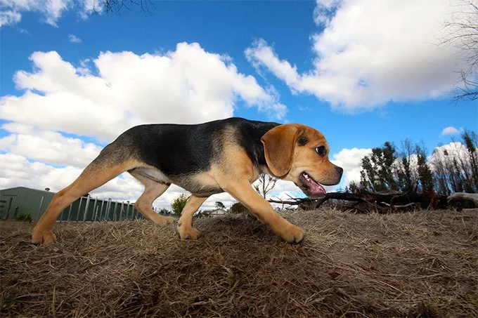 foto Perro Puggle