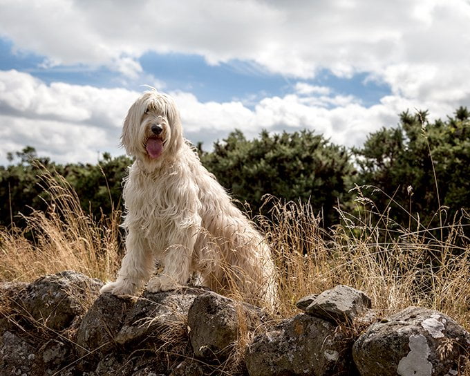 foto Labradoodle Perro mixto