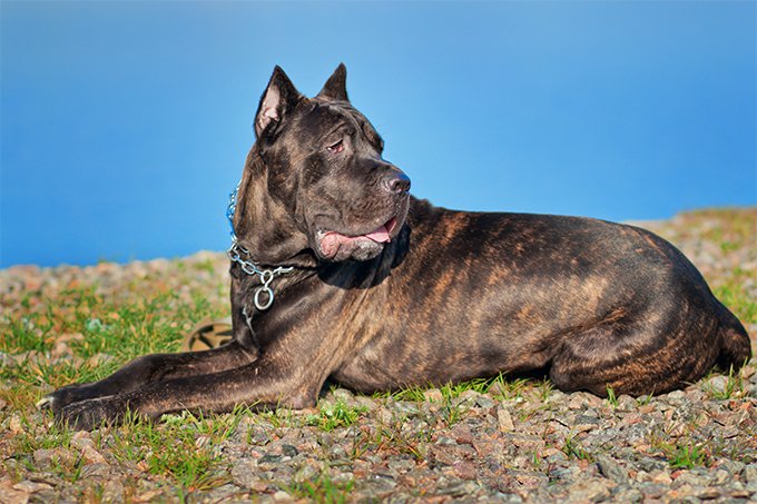 foto Perro Cane Corso