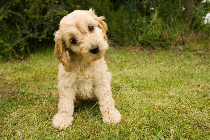 foto Perro Cockapoo