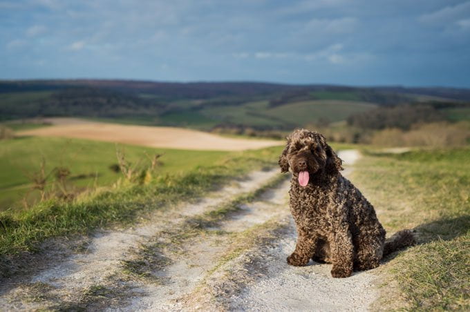 foto Perro Cockapoo