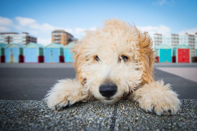 foto Perro Cockapoo