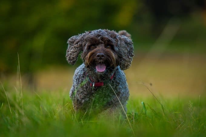 foto Perro Cockapoo