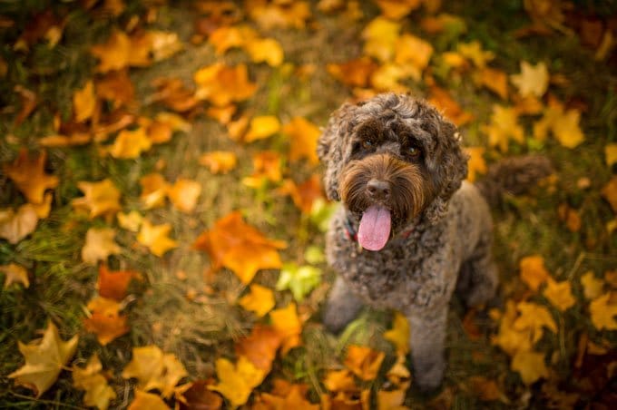 foto Perro Cockapoo