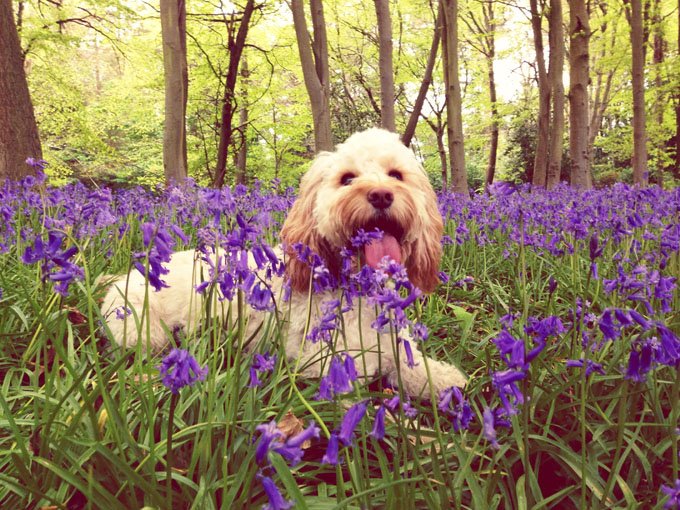 foto Perro Cockapoo