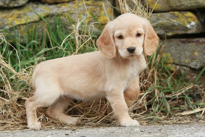 foto Cocker Spaniel