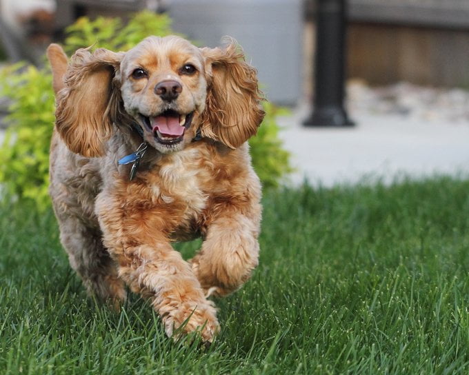 foto Cocker Spaniel