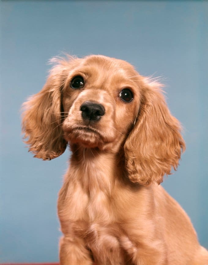 foto Cocker Spaniel