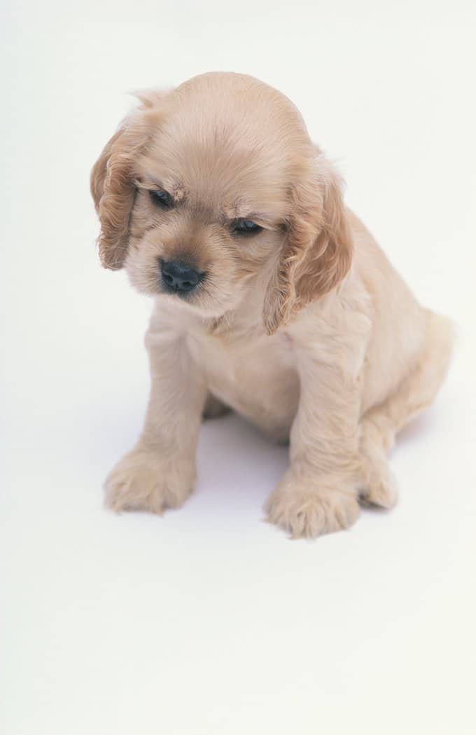 foto Cocker Spaniel