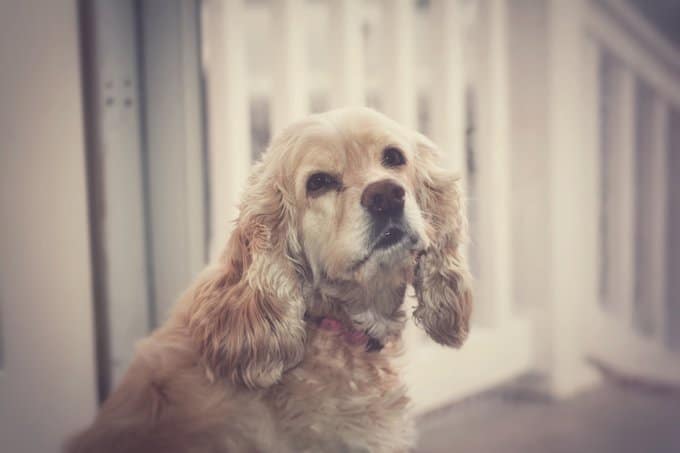 foto Cocker Spaniel