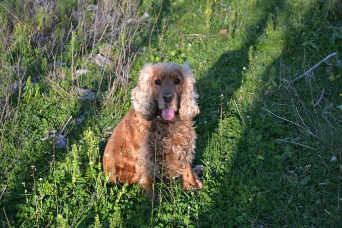 foto Cocker Spaniel