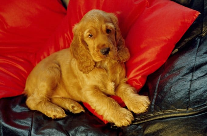 foto Cocker Spaniel