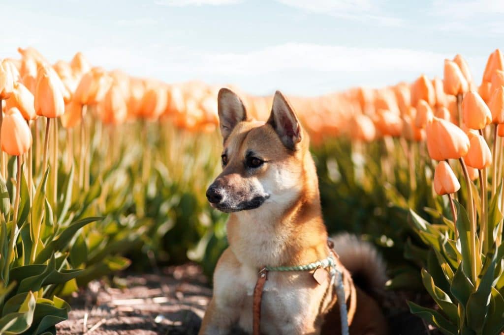 corgi-inu-mixed-dog-breed-pictures-1-1442x961