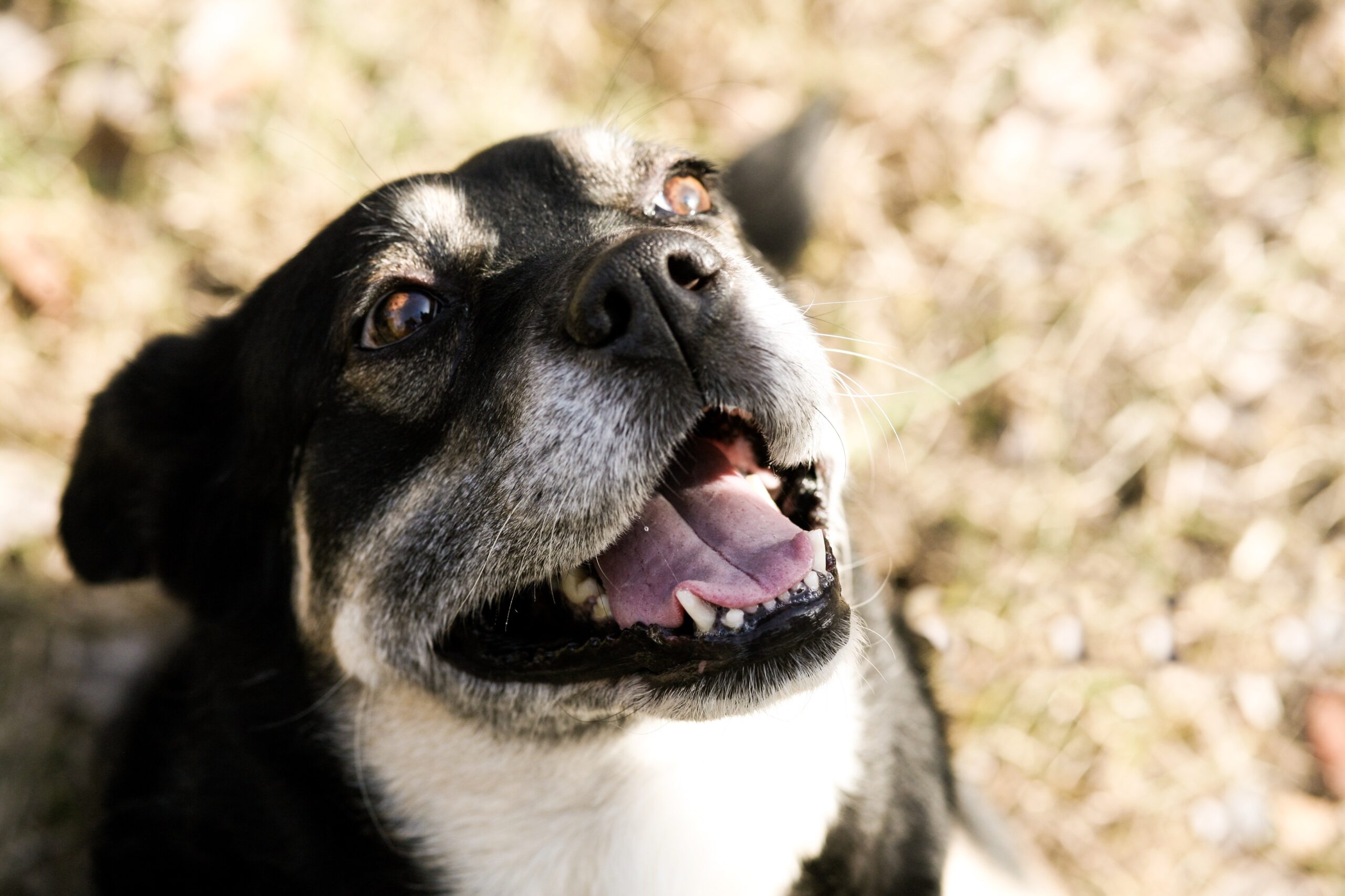 foto Perro de raza Corman