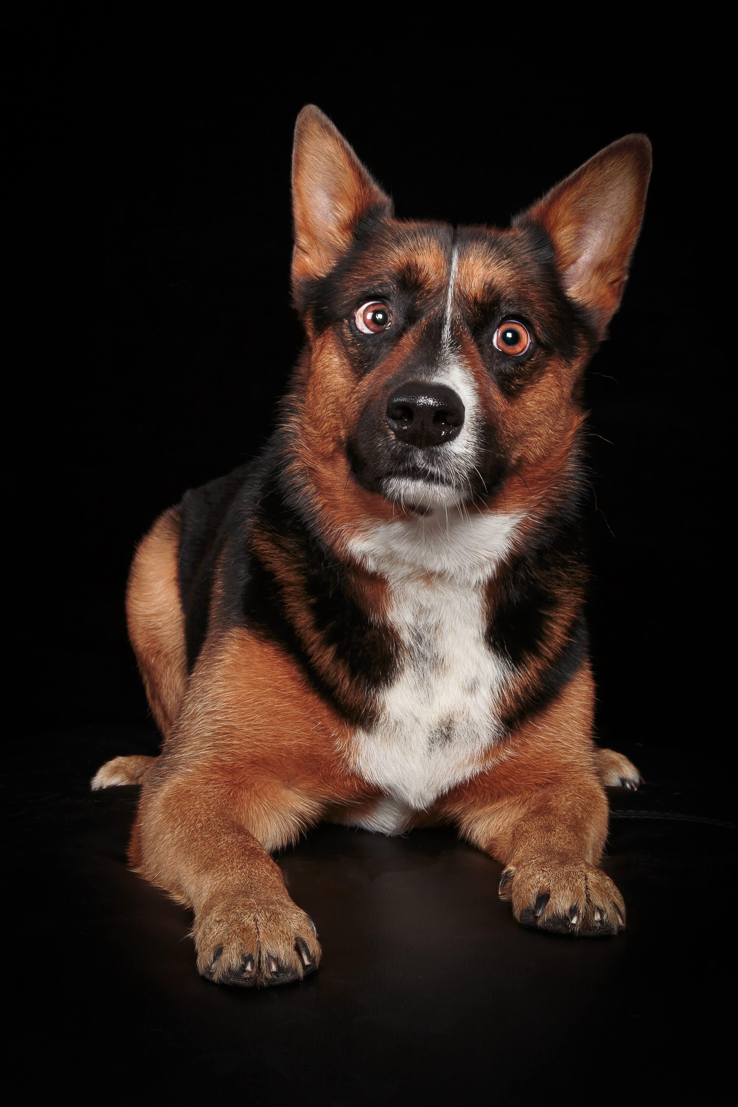 foto Perro de raza Corman