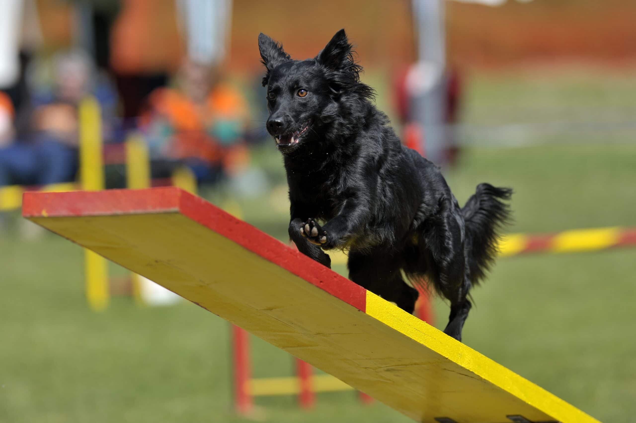 foto Perro de pastor croata