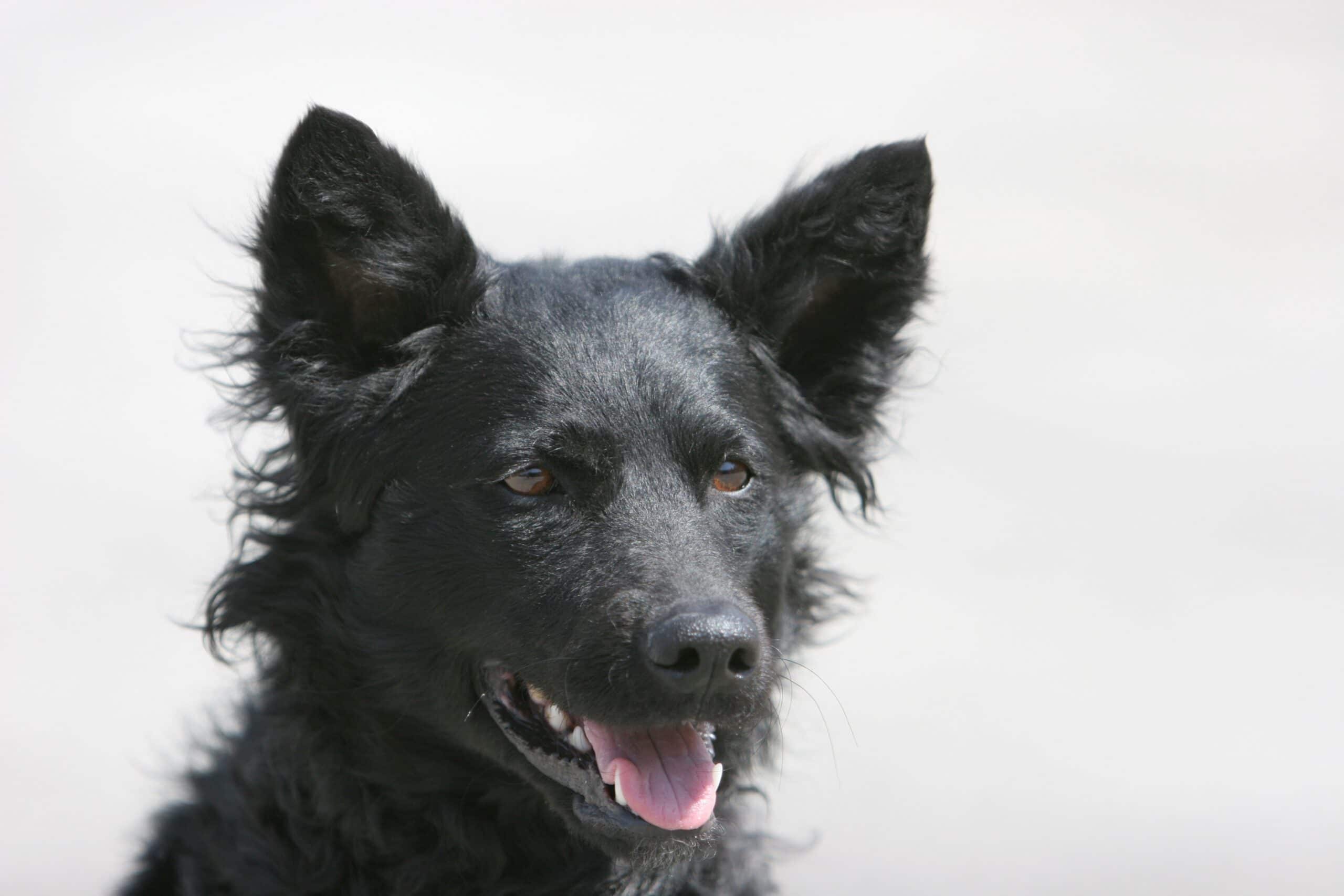 foto Perro de pastor croata