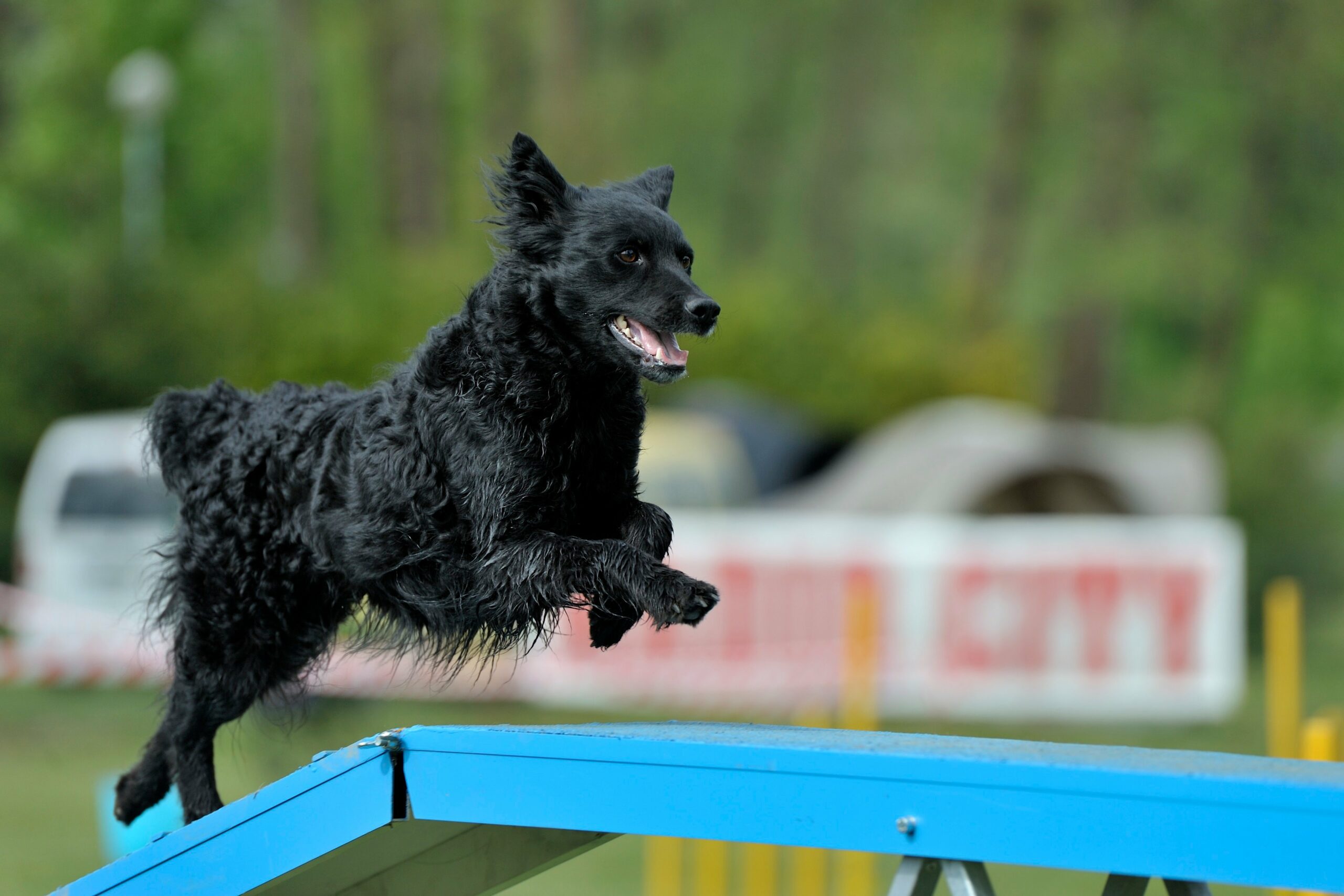 foto Perro de pastor croata