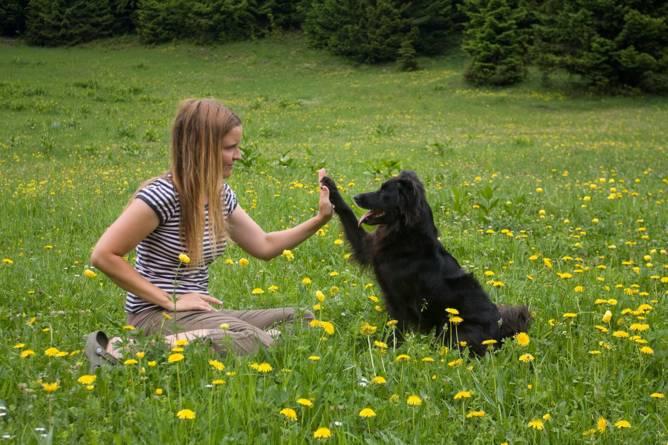 foto Perro de pastor croata