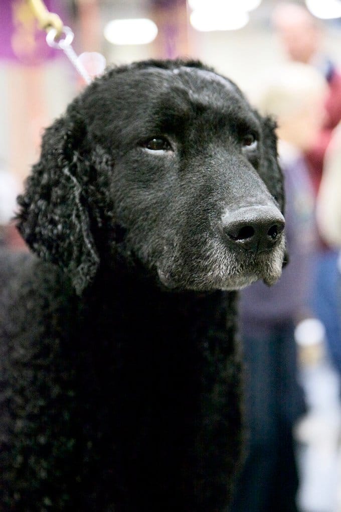 foto Perro Retriever de pelo rizado