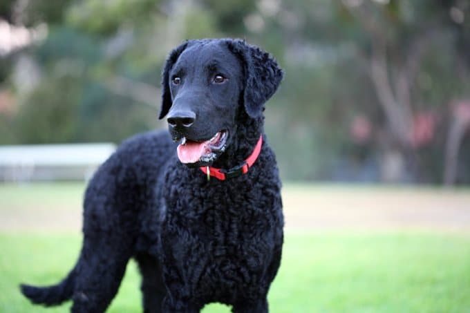 foto Perro Retriever de pelo rizado