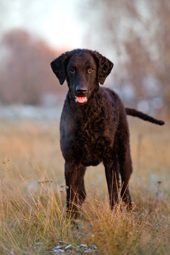 foto Perro Retriever de pelo rizado