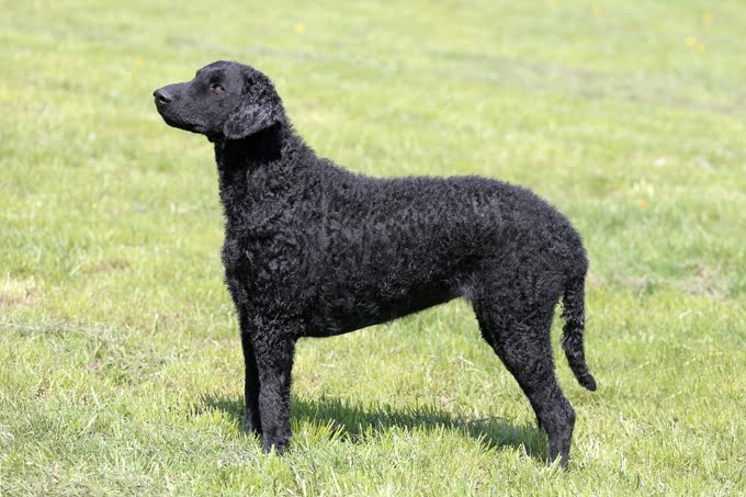 foto Perro Retriever de pelo rizado