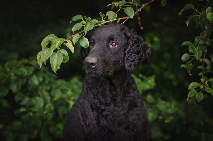 foto Perro Retriever de pelo rizado