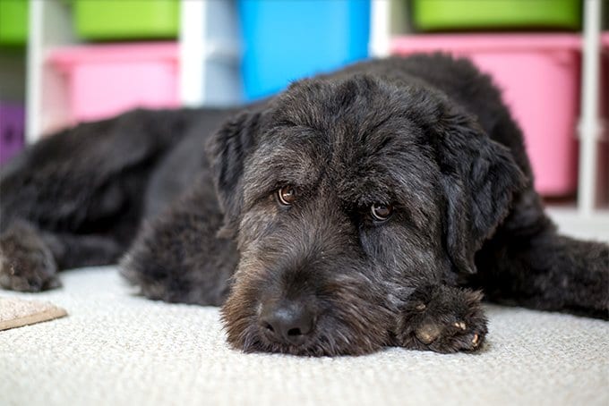 foto Labradoodle Perro mixto