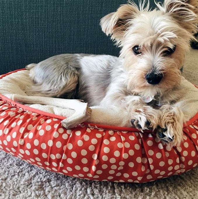 foto Perro Yorkipoo