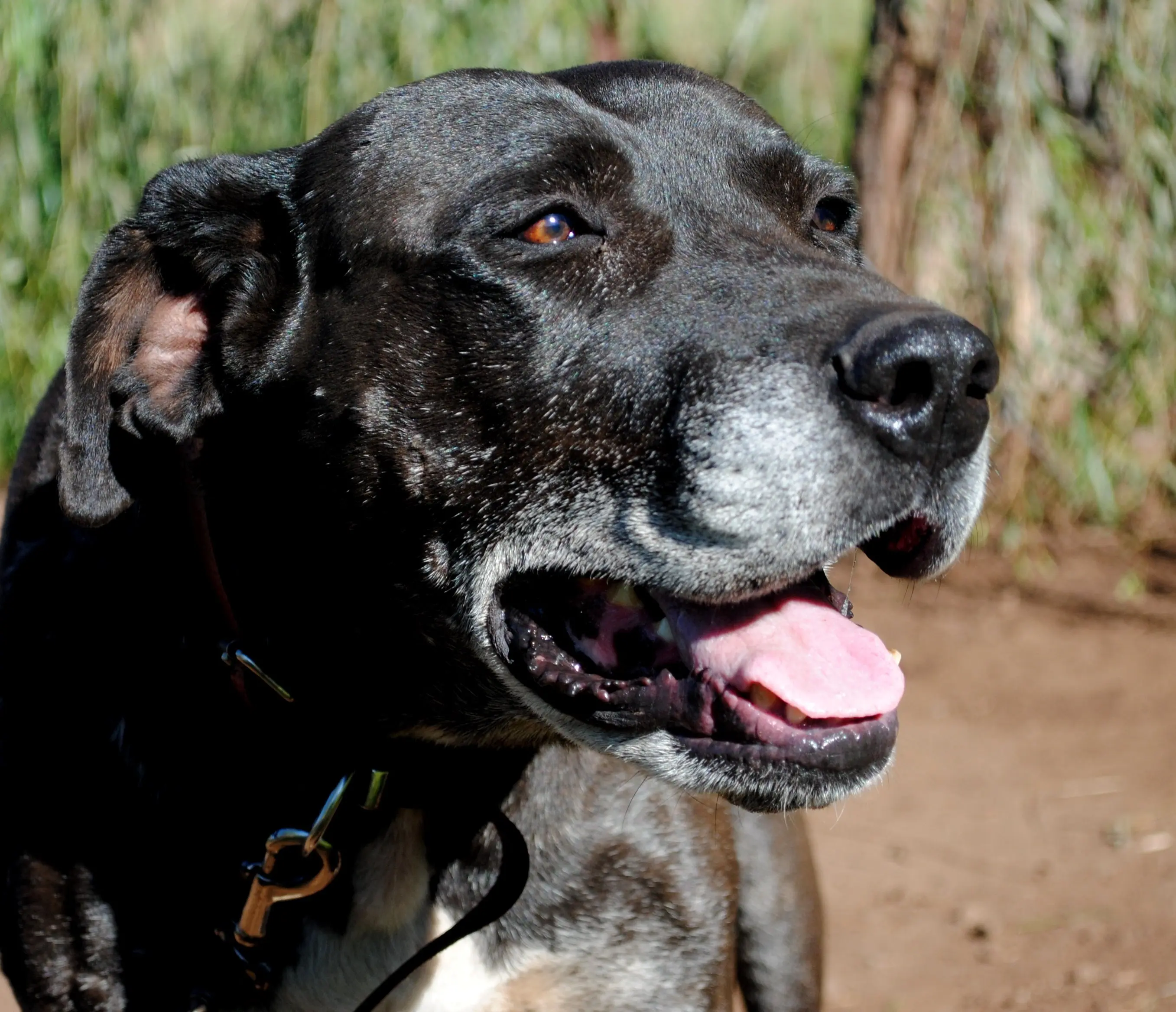foto Perro de raza Daniff