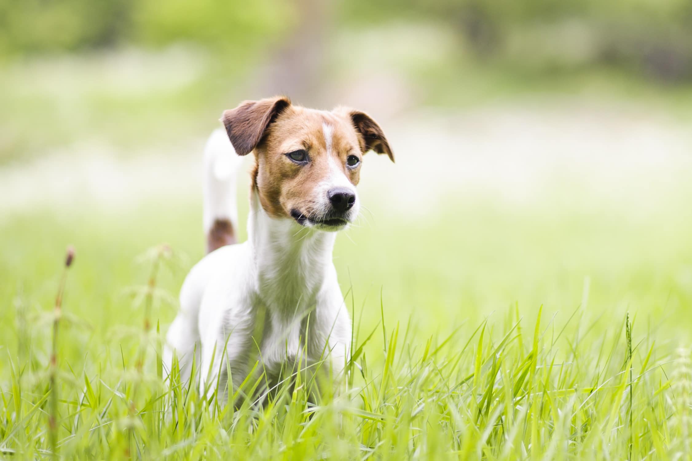 foto Perro de granja danés-sueco
