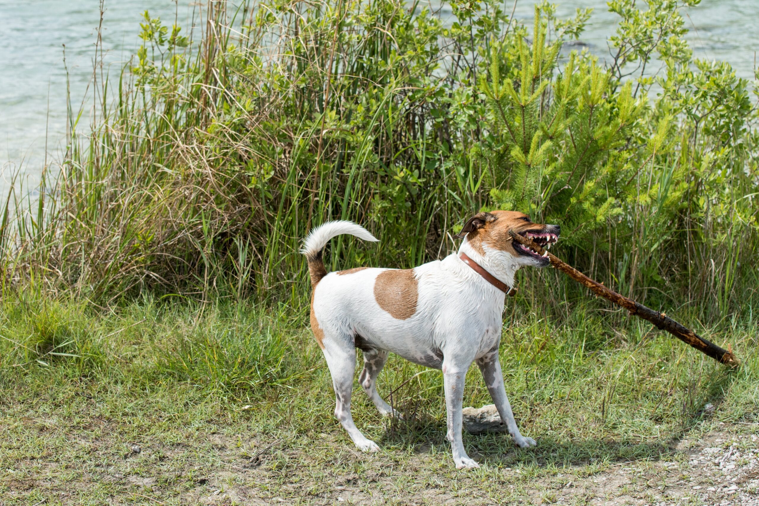 foto Perro de granja danés-sueco