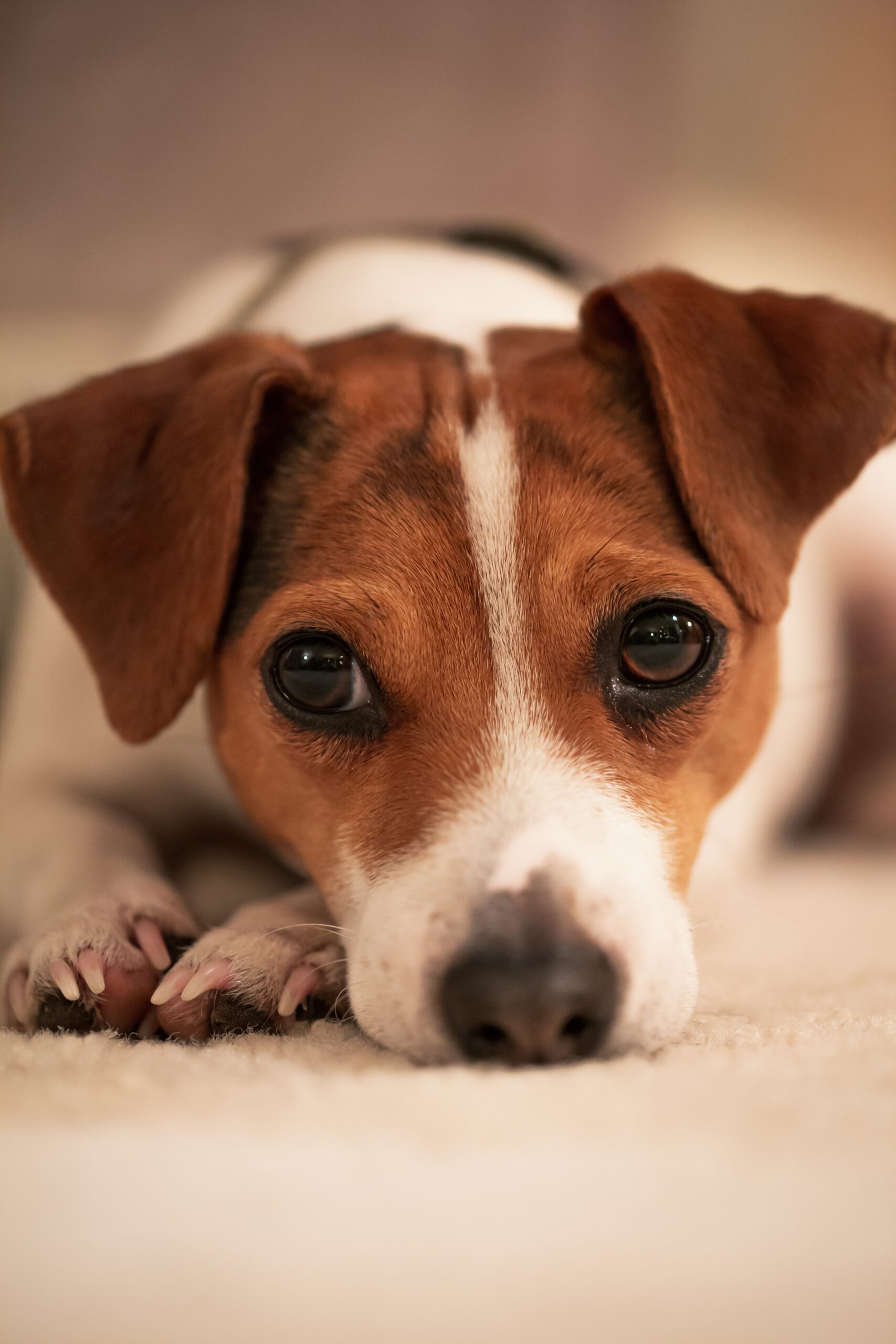 foto Perro de granja danés-sueco