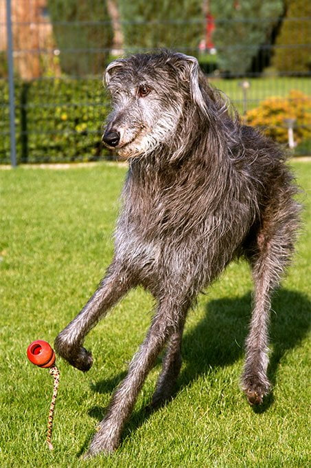 foto Deerhound escocés - Información, fotos, características y hechos