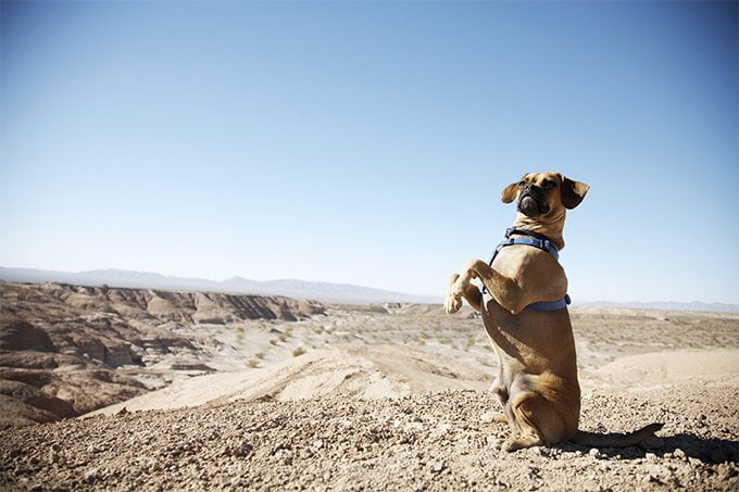 foto Perro Puggle