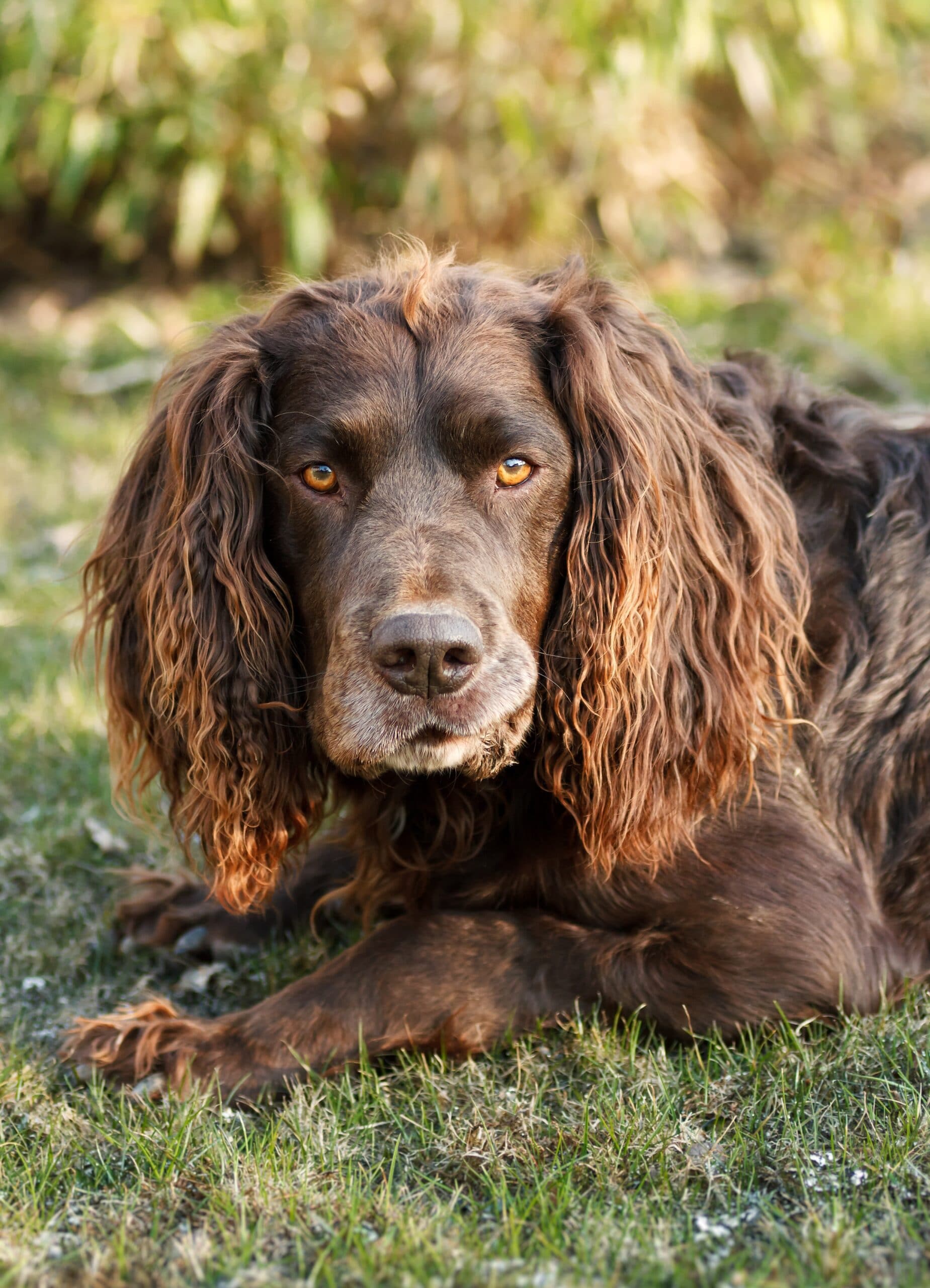 foto Perro Deutscher Wachtelhund