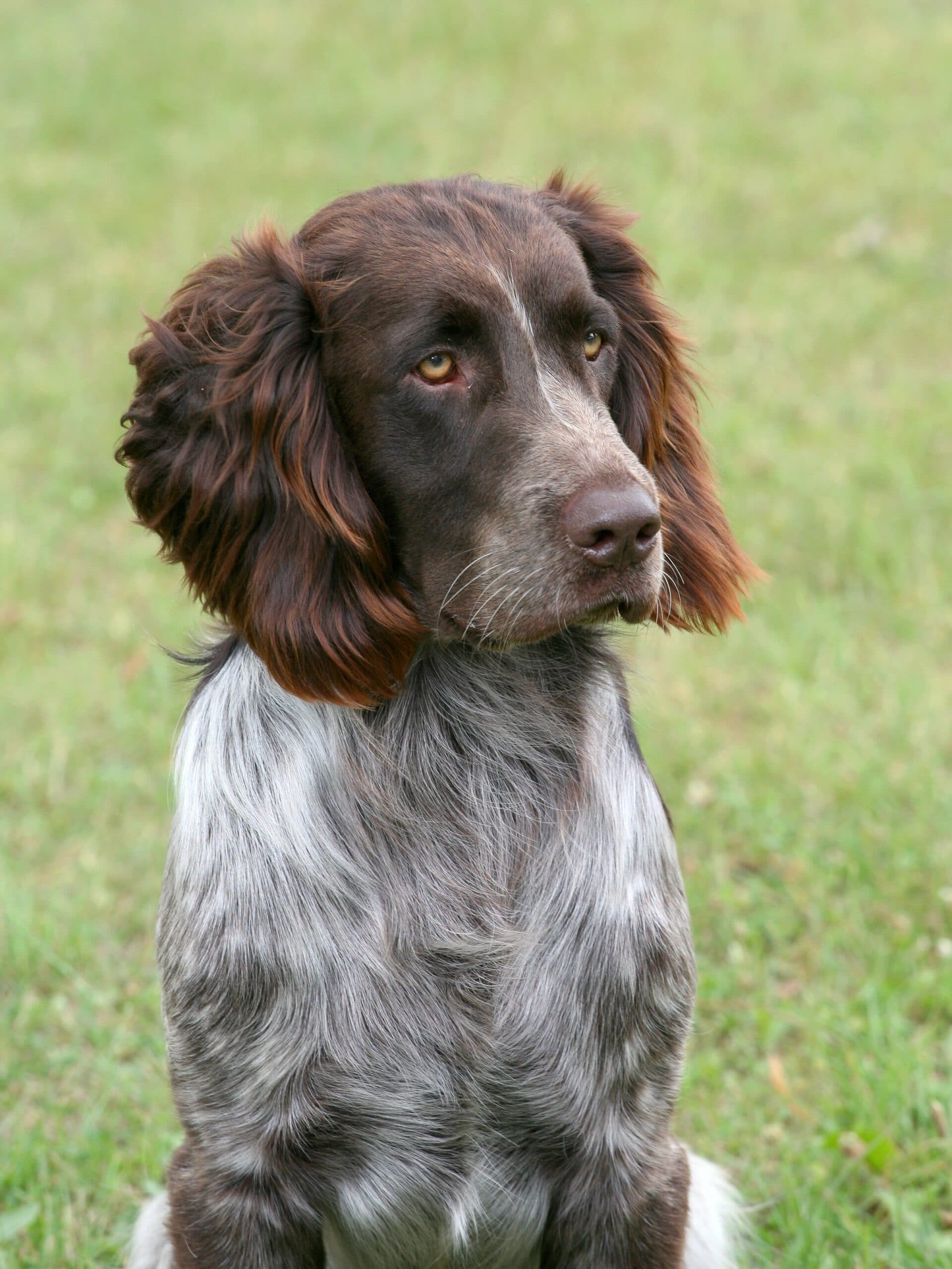 foto Perro Deutscher Wachtelhund