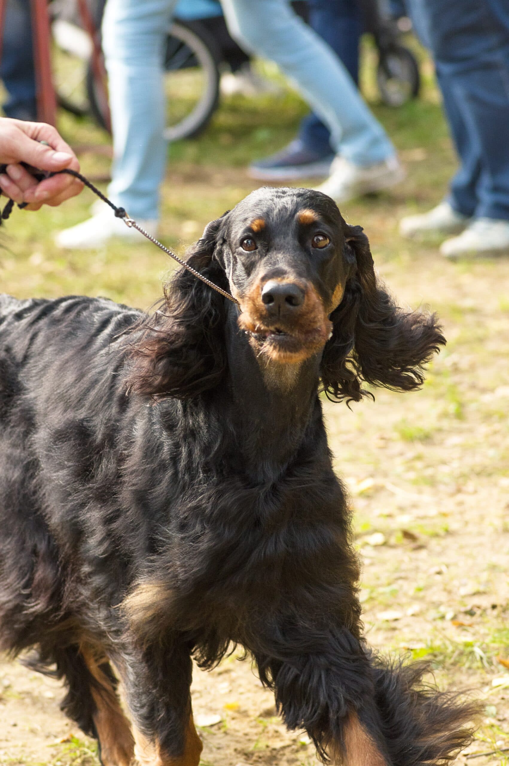 foto Perro Deutscher Wachtelhund