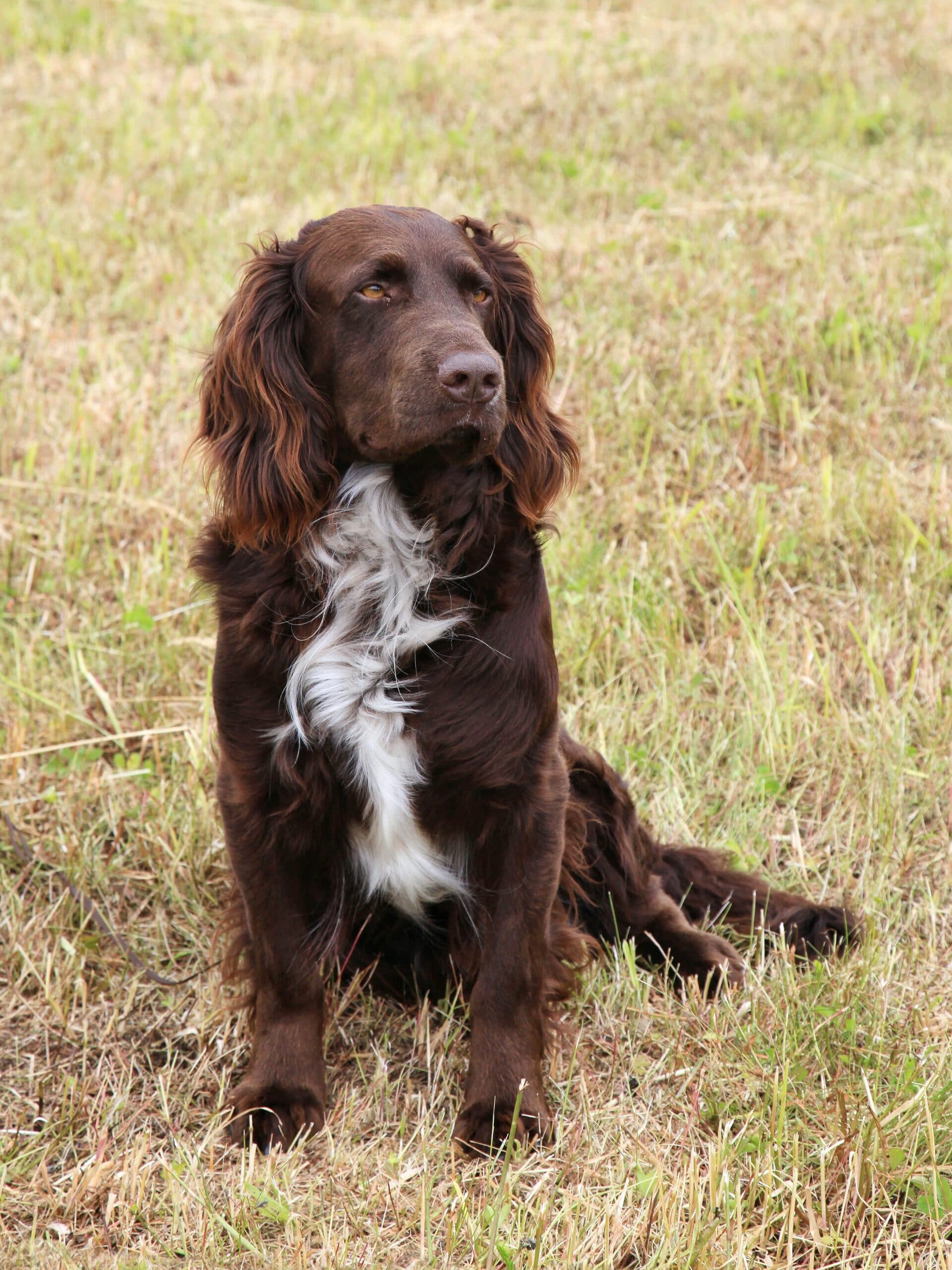 foto Perro Deutscher Wachtelhund