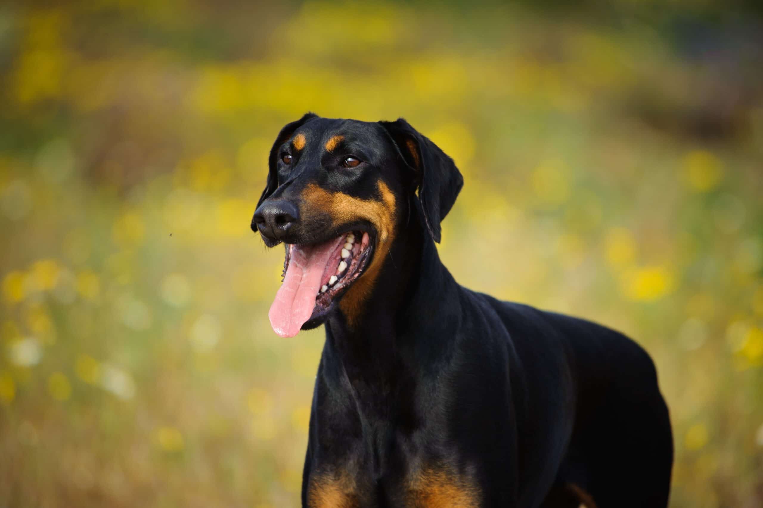 foto Doberman Pinscher