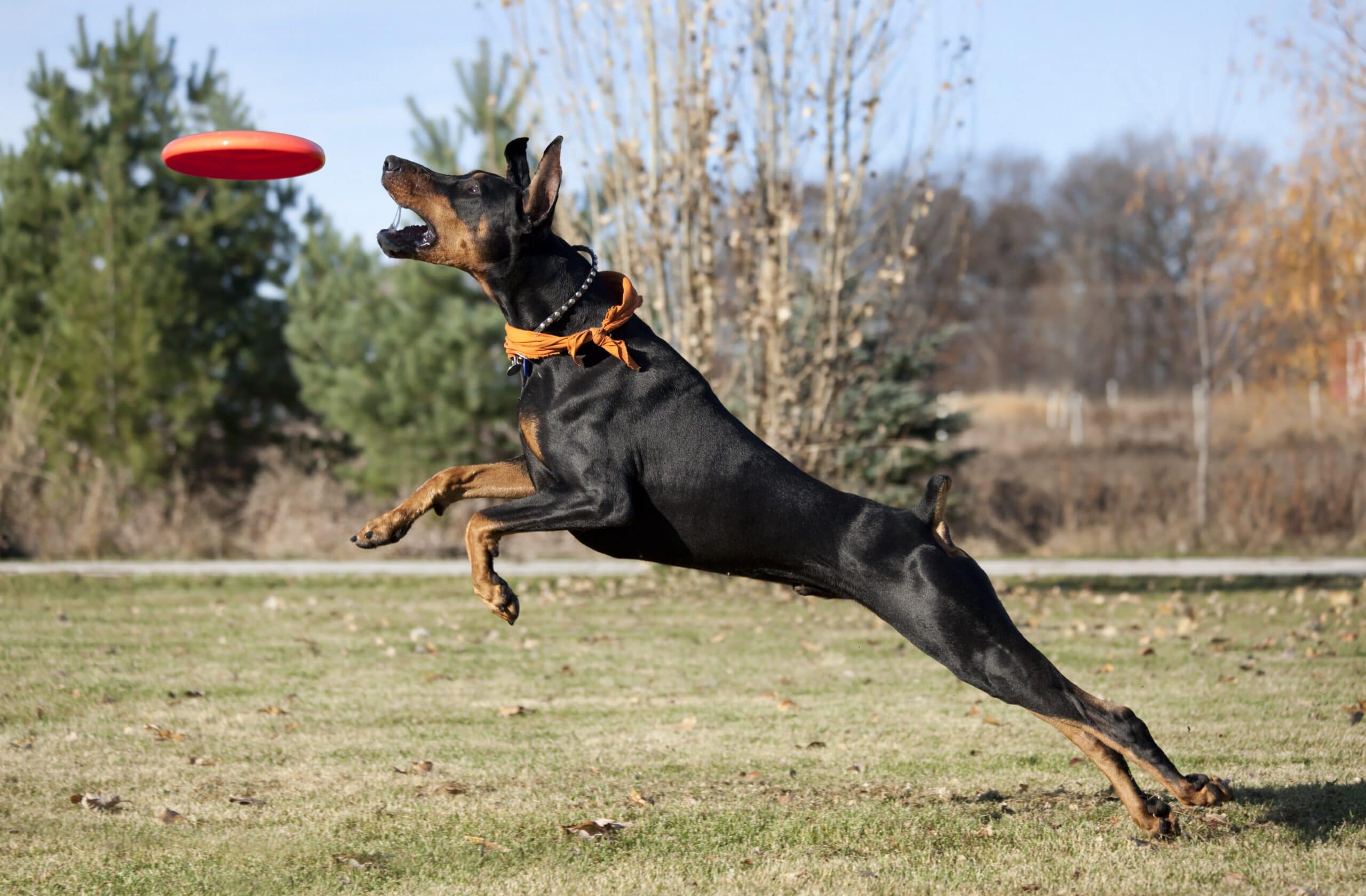 foto Doberman Pinscher