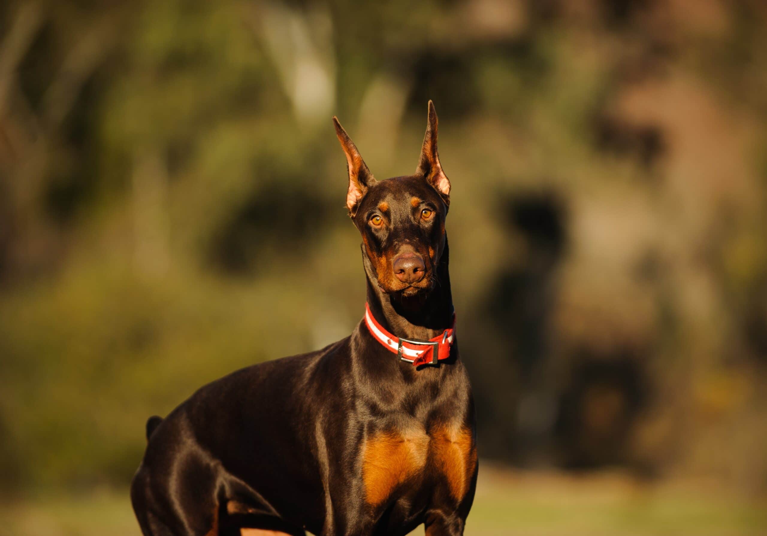 foto Doberman Pinscher